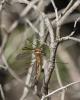 Tipula sp.